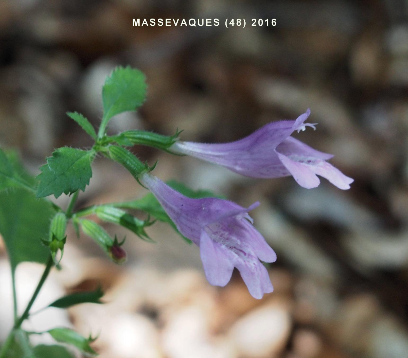 Calamint, Large flowered